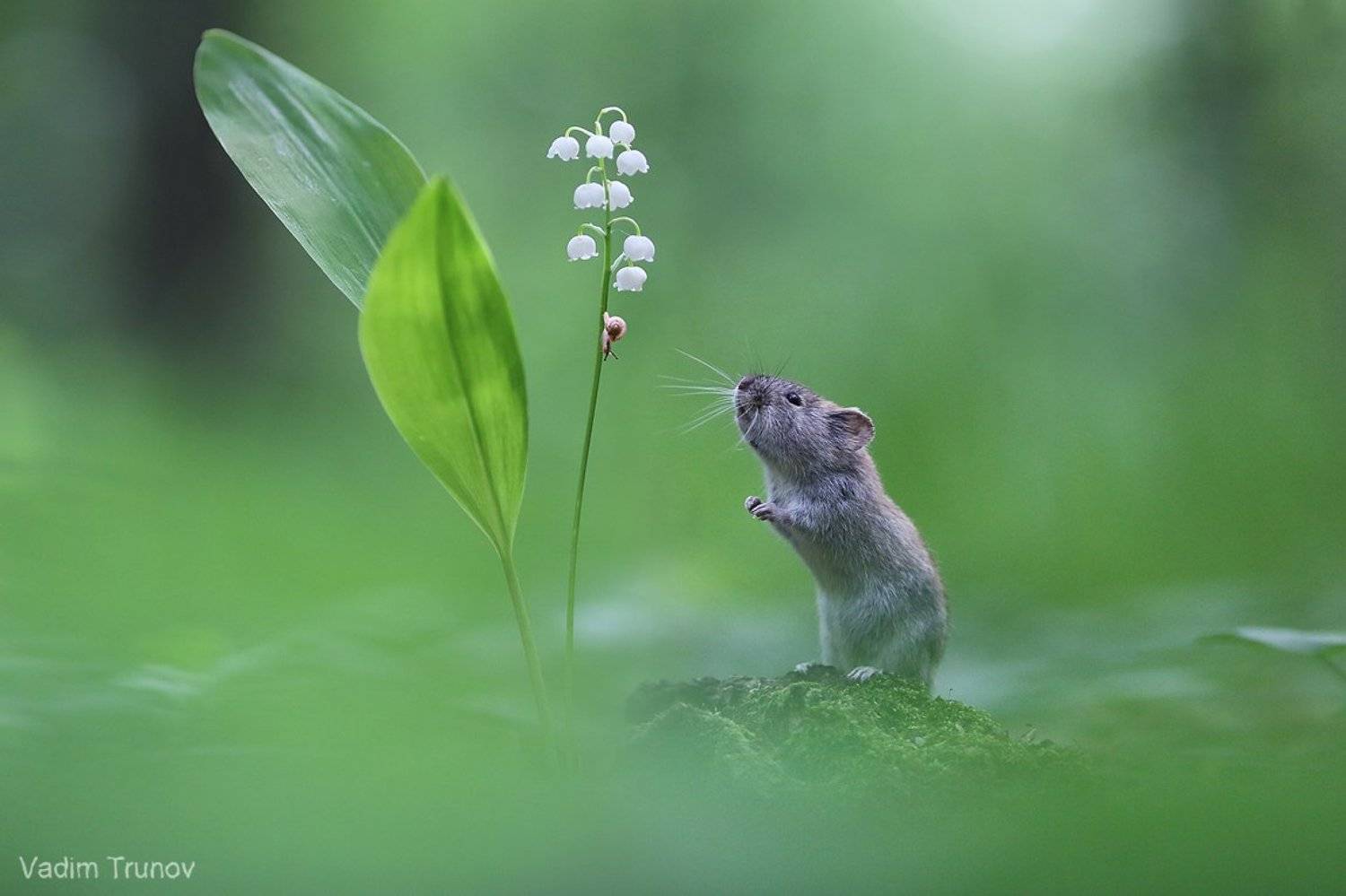 мышь, улитка, ландыш, Вадим Трунов