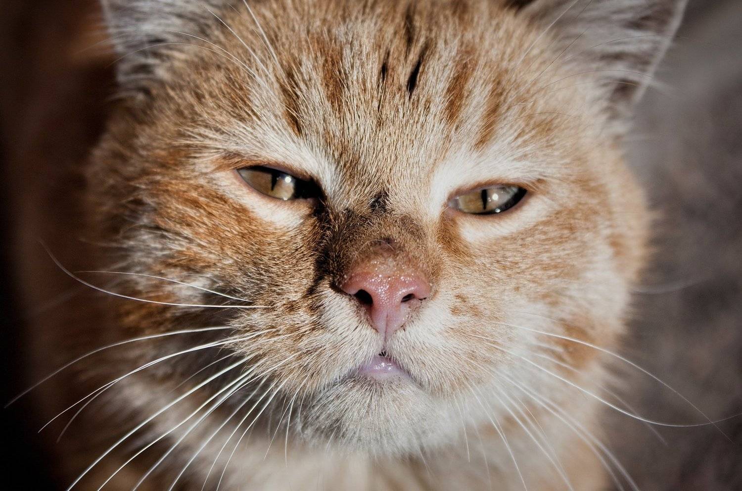 кот, коты, котэ, кошка, кошки, морда, Vladimir Kedrov