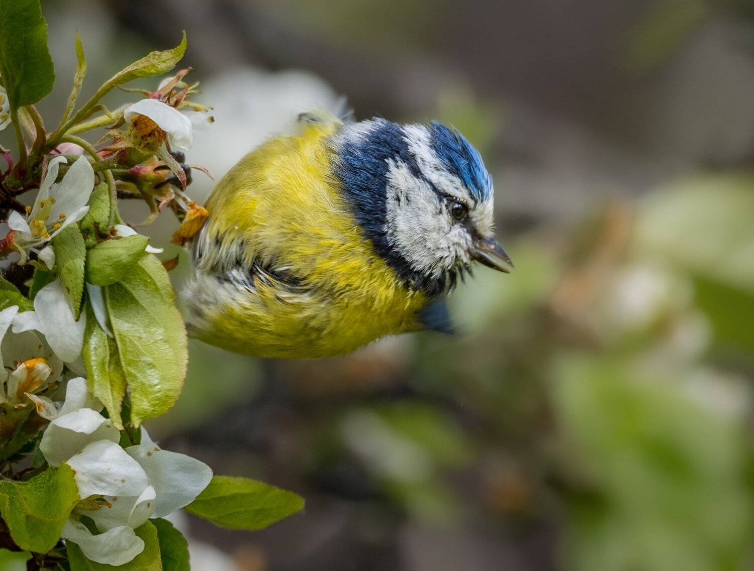 , Курлянцев Алексей