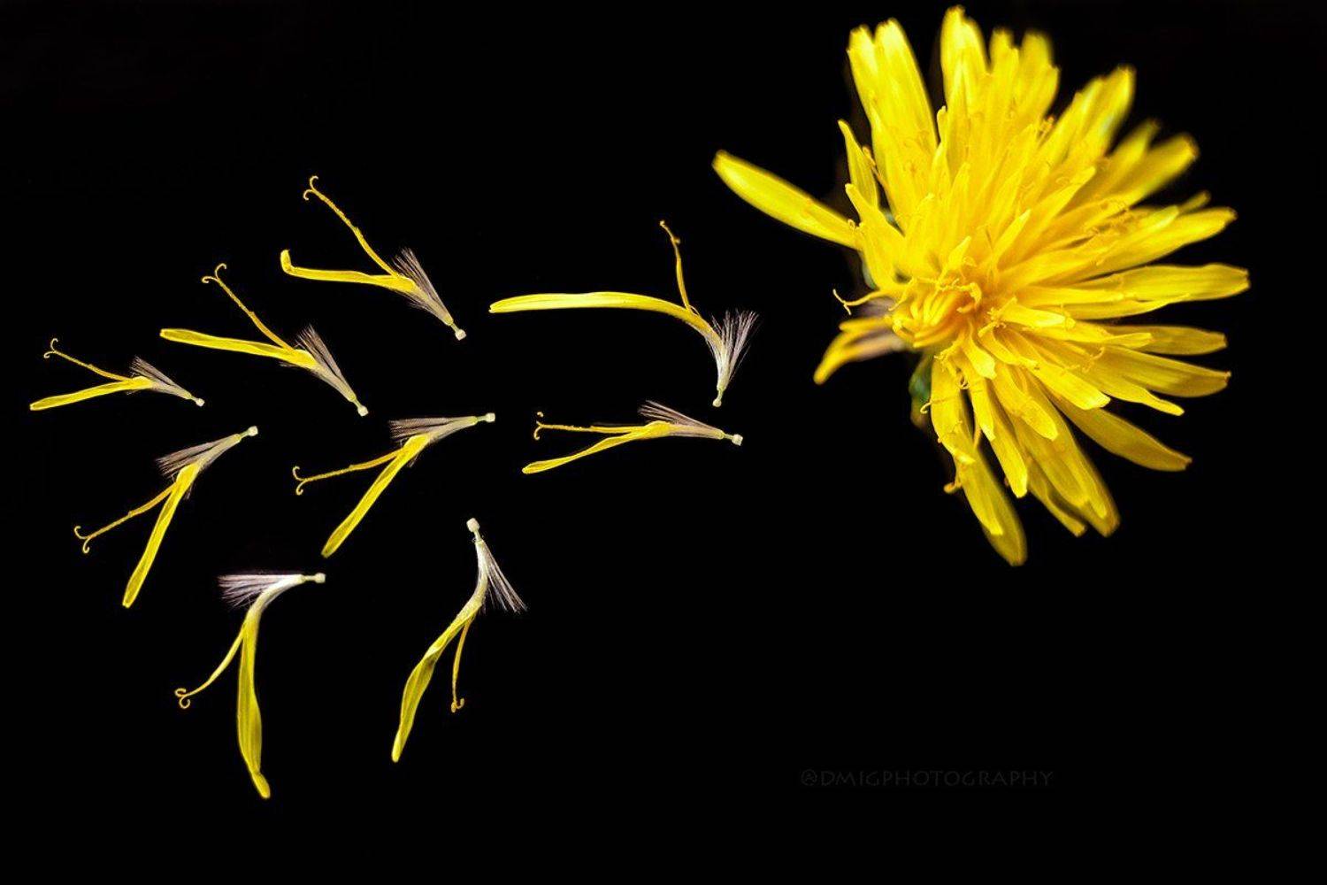 макро, макромир, природа, весна, фон, цвет, цветы, желтый, черный, стекло, безфотошопа, Дмитрий Гусалов