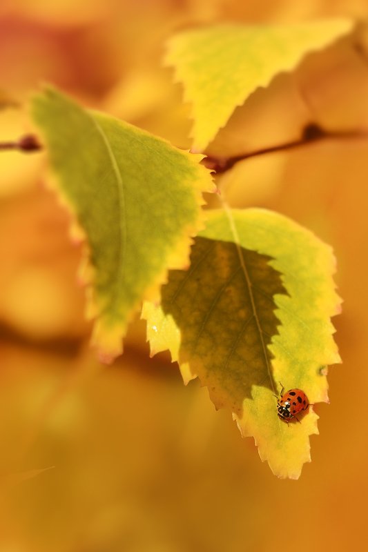 Осень. фото превью