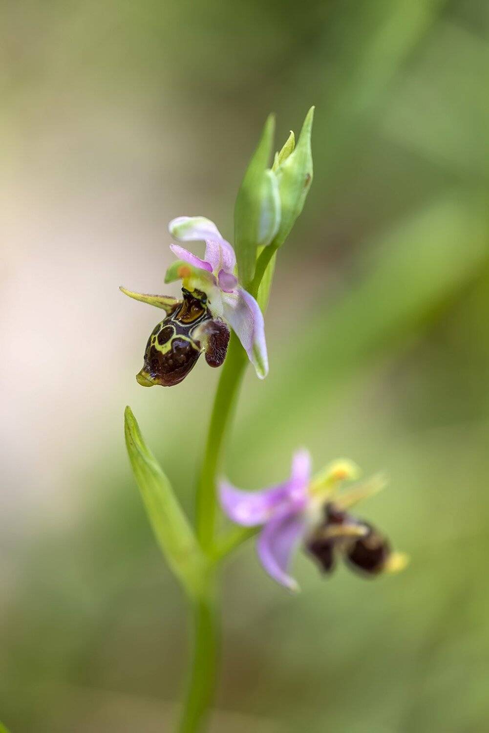 природа, макро, растения, краснокнижные, орхидные, офрис пчелоносная, Александр Земляной