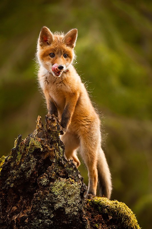 Fox фото превью