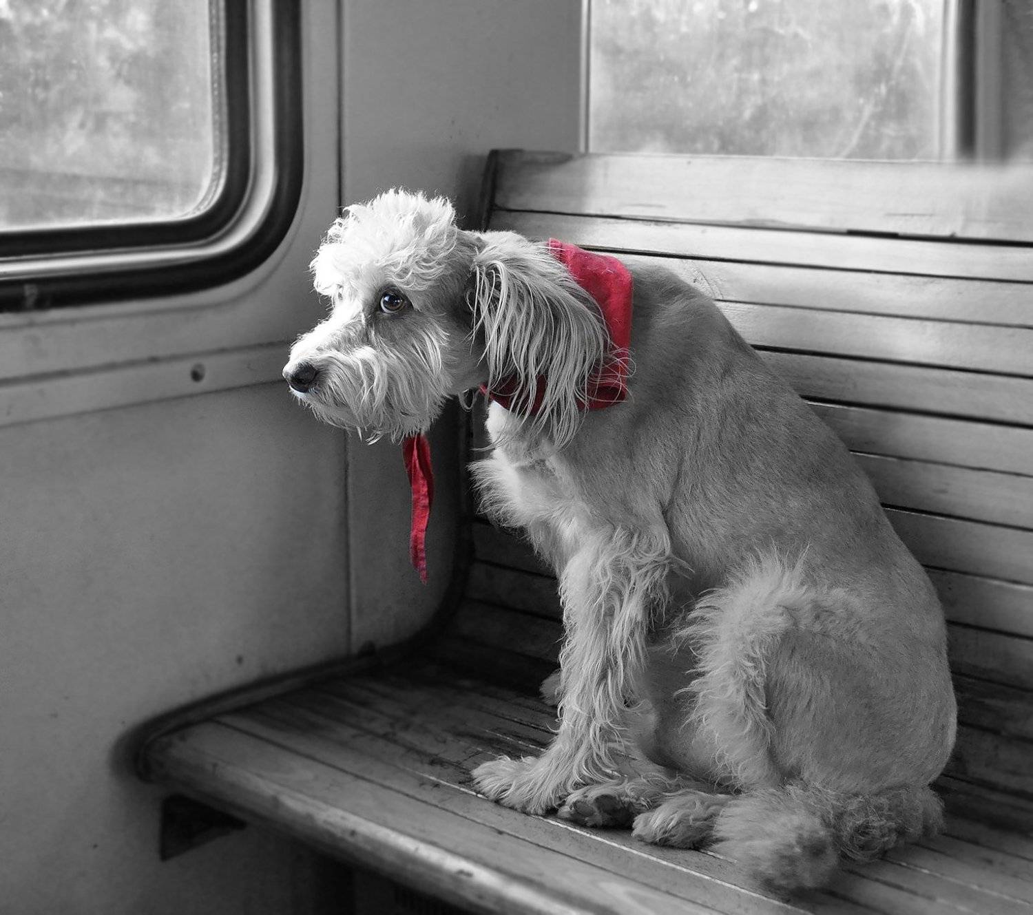 #животные, #собака, #вэлектричке, Рудая Галина