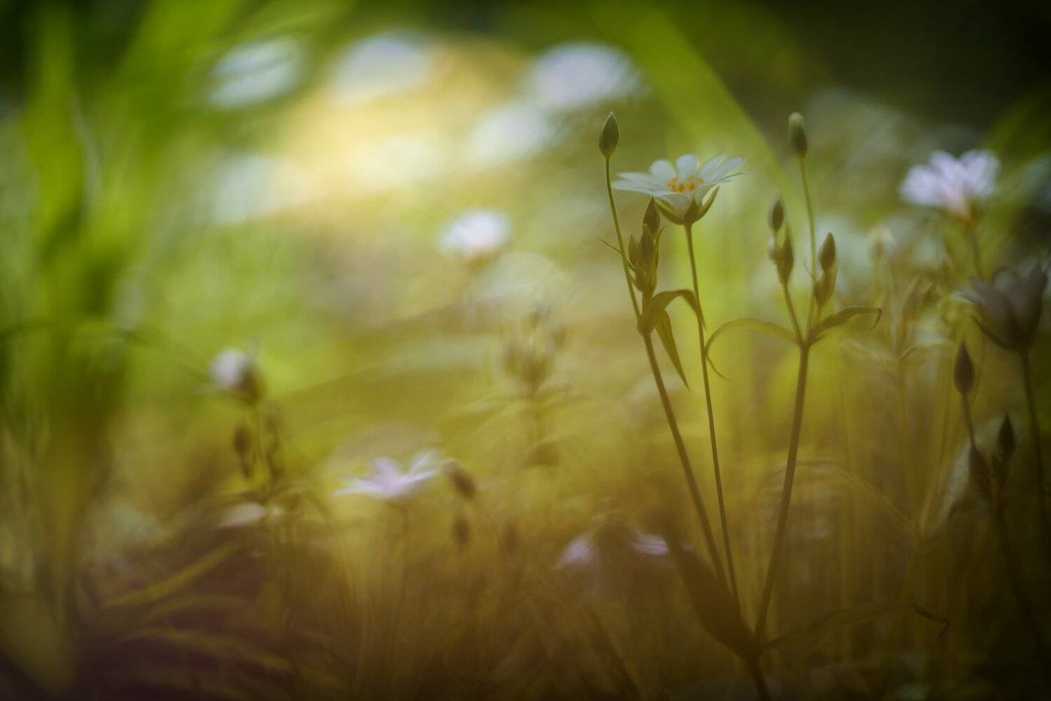 , Кузнецов Дмитрий