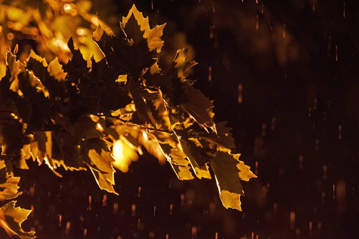 , Алексей Рыльский