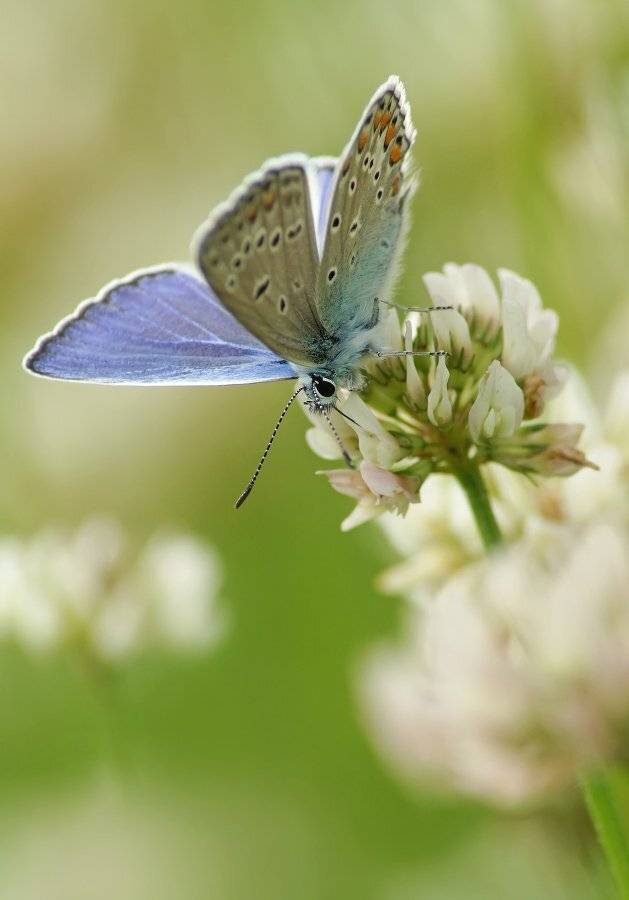Голубянка икар, Чепленко Алексей