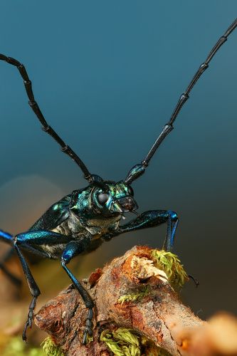 Усач мускусный