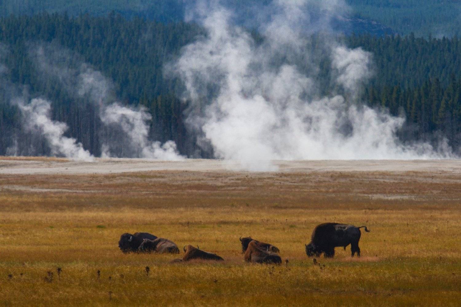 yellowstone. usa, national park, Слащилина Нина