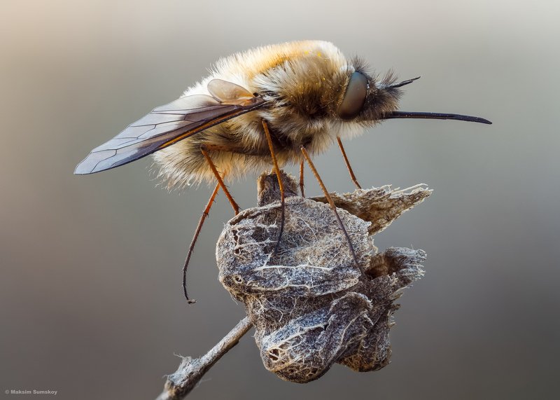 макро,стекинг,вега-11у Жужжало фото превью