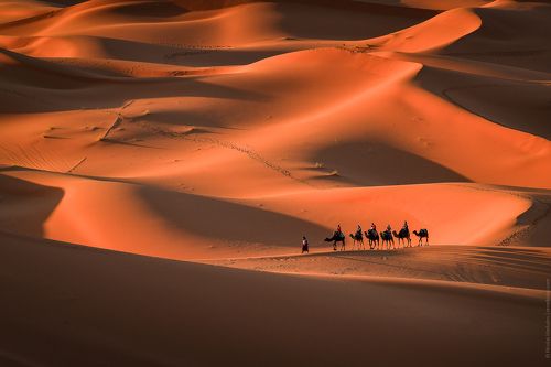 Караван в Пустыне Сахара / Camel Caravan in Sahara Desert