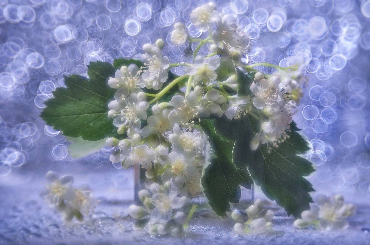 бокэ,белый,сияние,цветение,фон,капли, Владимир Володин