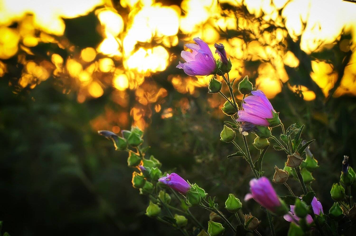 мальва,цветы,розовые,закат,золотой час,лето,пейзаж, Владимир Володин