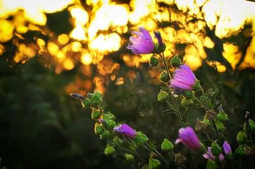 Золотое время