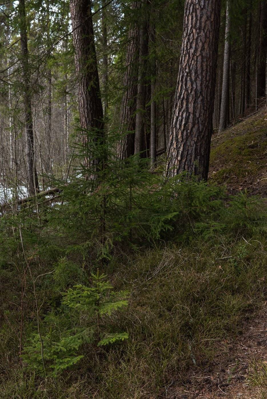 , Григорий Пиль