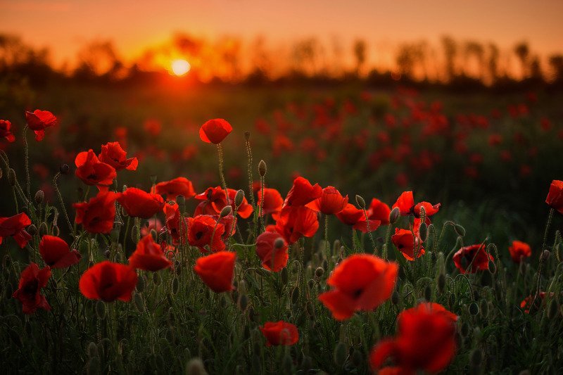 Маки готовятся ко сну фото превью