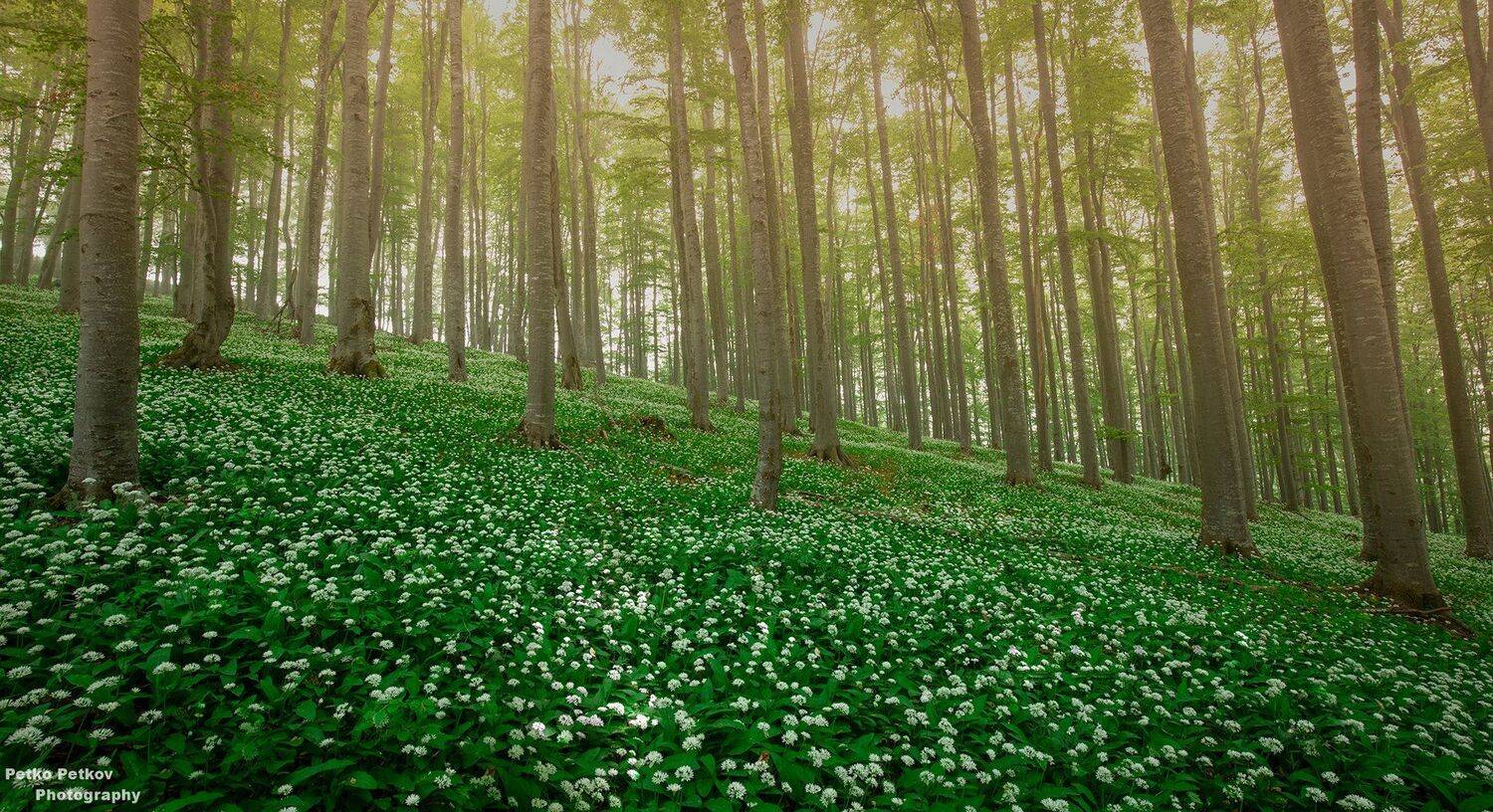 , Петко Петков