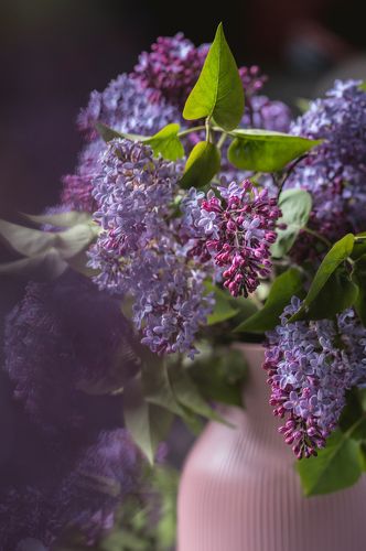 Bouquet of lilac
