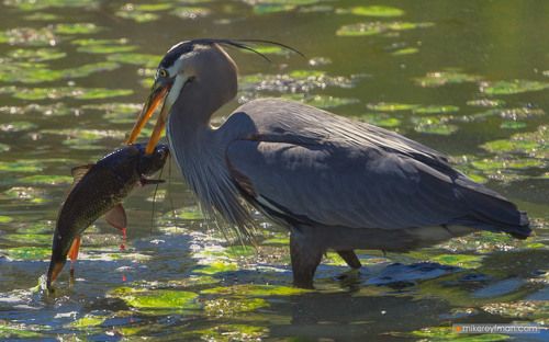 А у нас во дворе | Большая Голубая Цапля