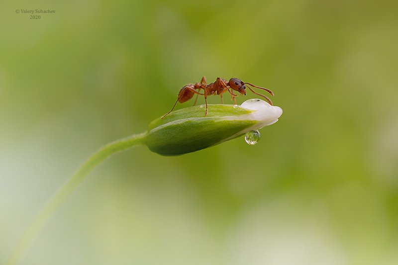 За росой фото превью