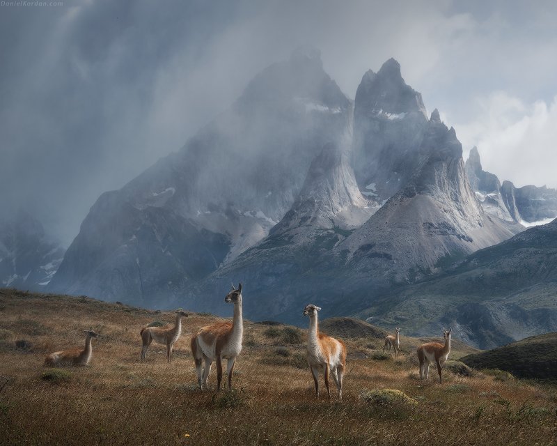 Patagonia