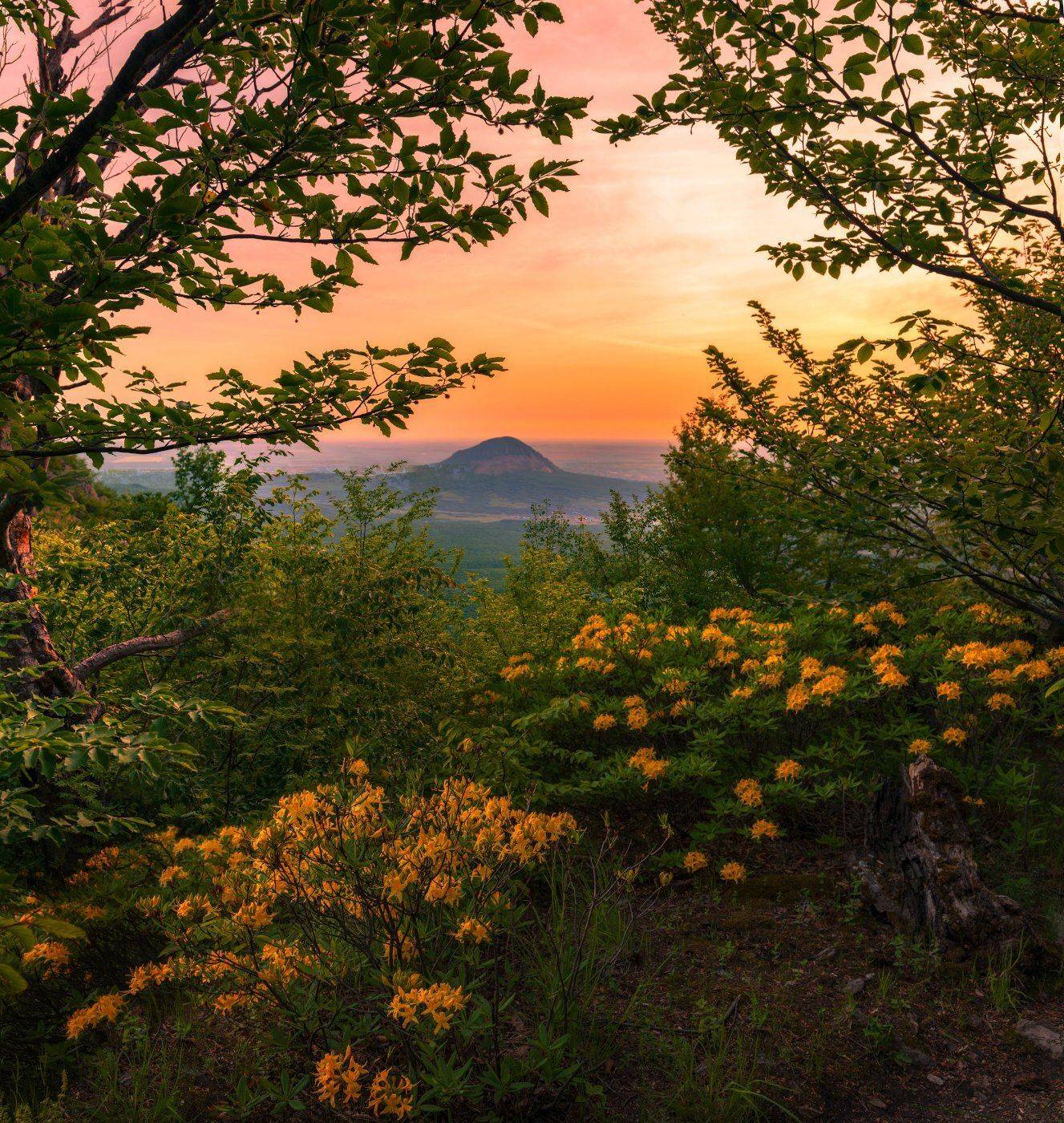 май,рассвет,бештау,рододендрон,пейзаж, Елена Брежицкая