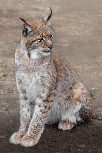 Lynx