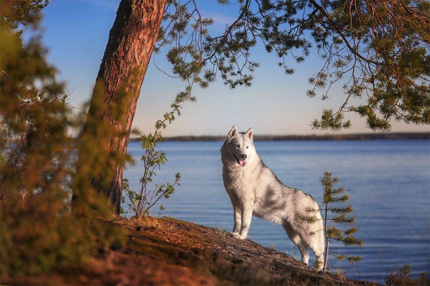 , Андрей Ершов