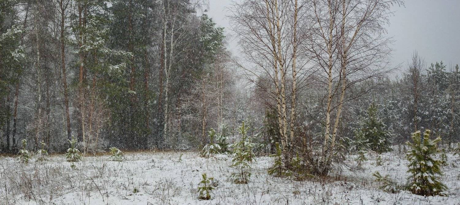 лес снег опушка апрель, Дмитрий Алексеев