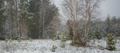 Опушка леса в снегопад