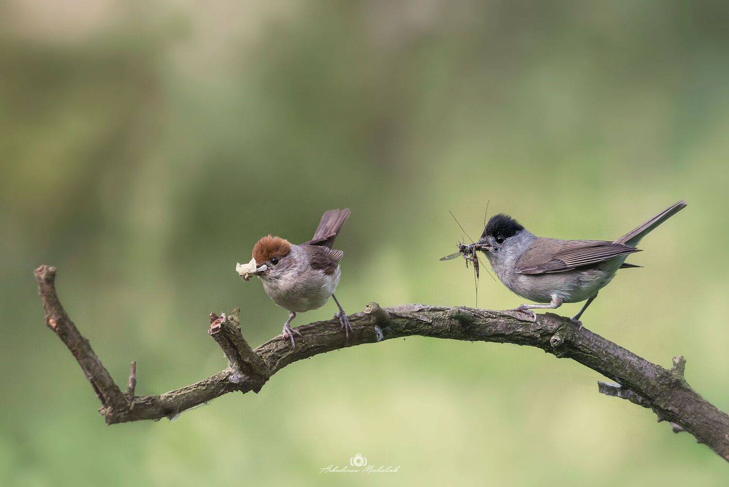 , Arkadiusz Michalak