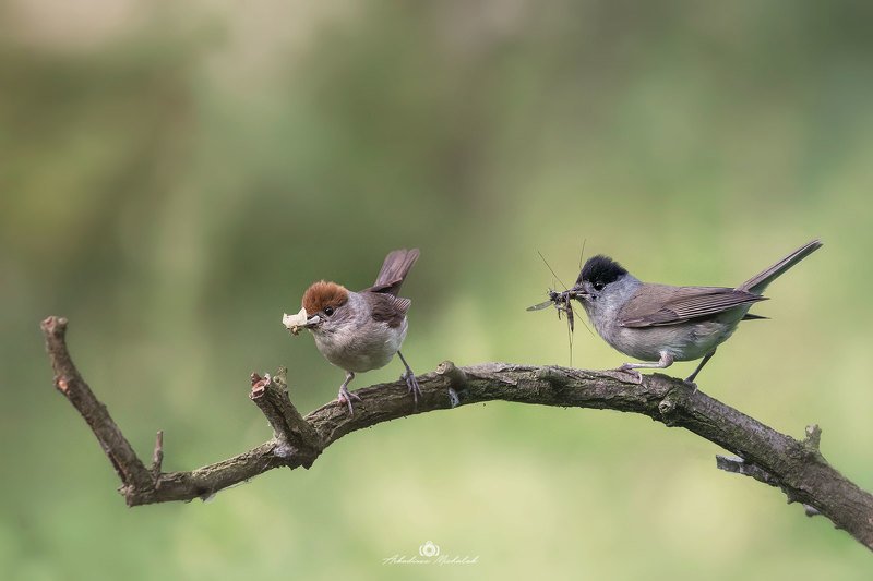 Kapturki (Sylvia atricapilla) фото превью