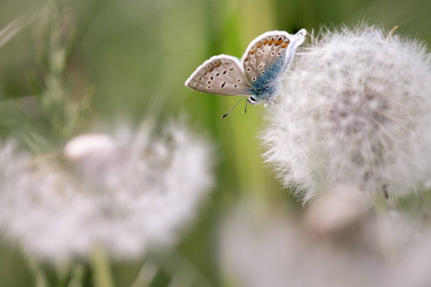 , Nicolae Fanurie Chirobocea