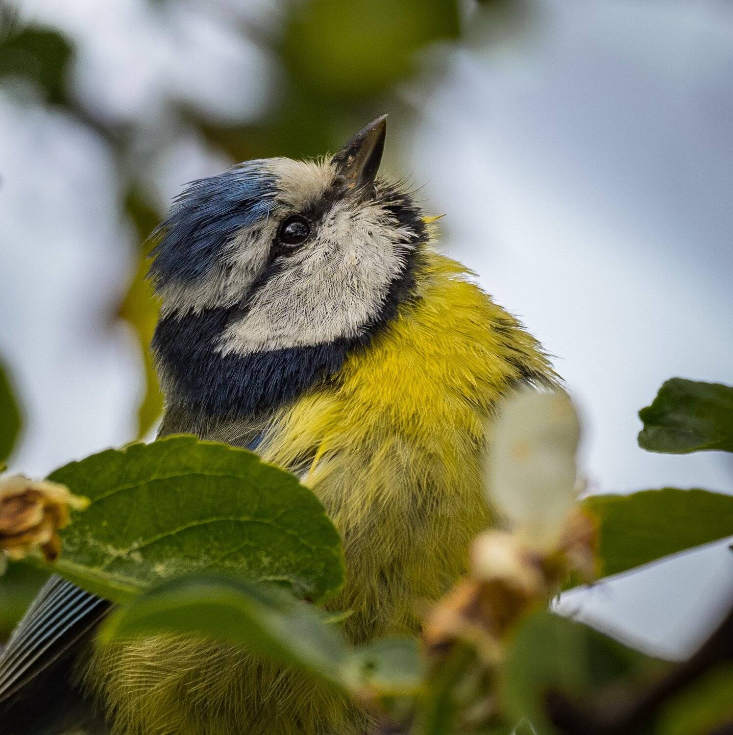 , Курлянцев Алексей