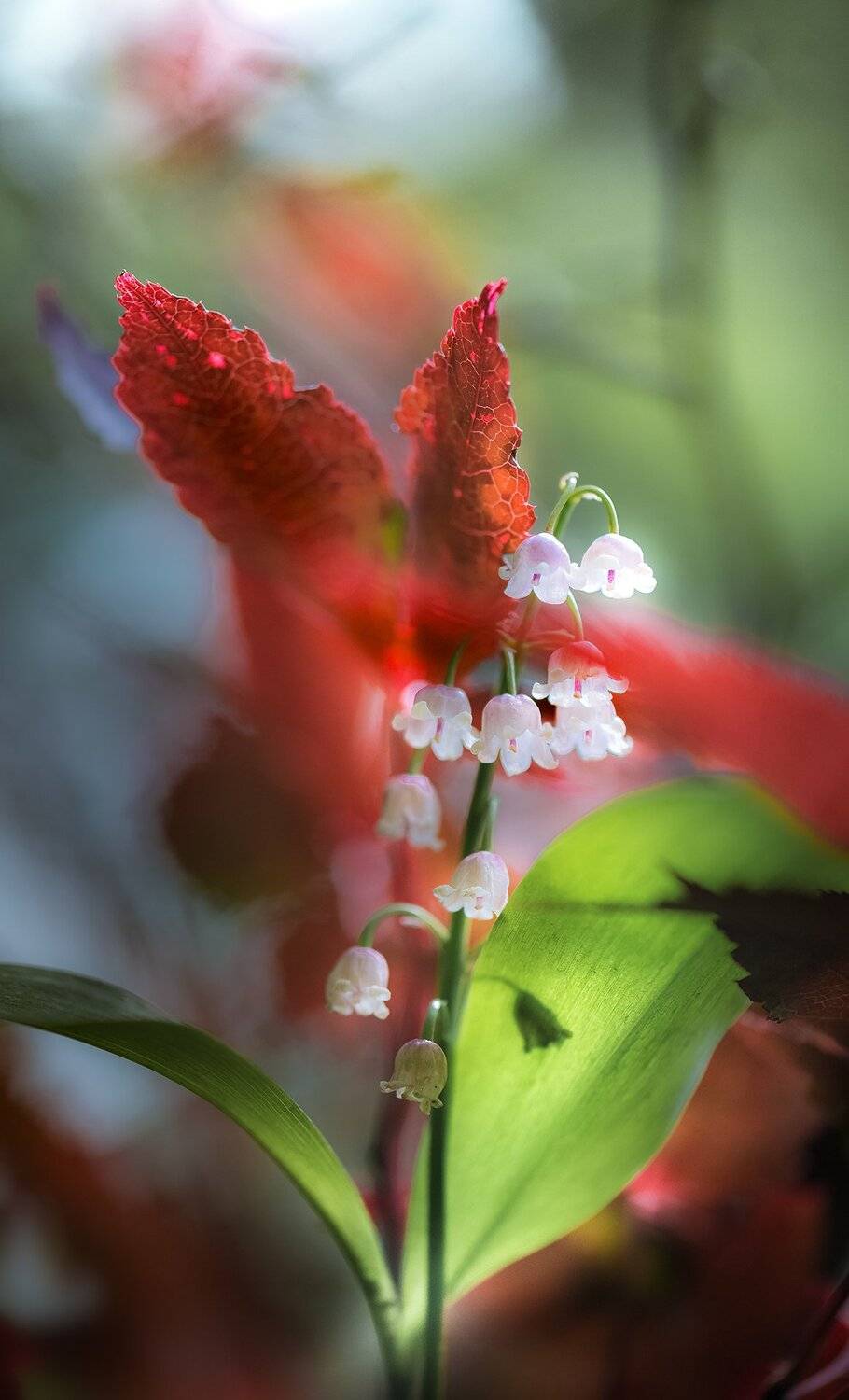 природа, макро, весна, цветы, ландыш, клен японский, Неля Рачкова