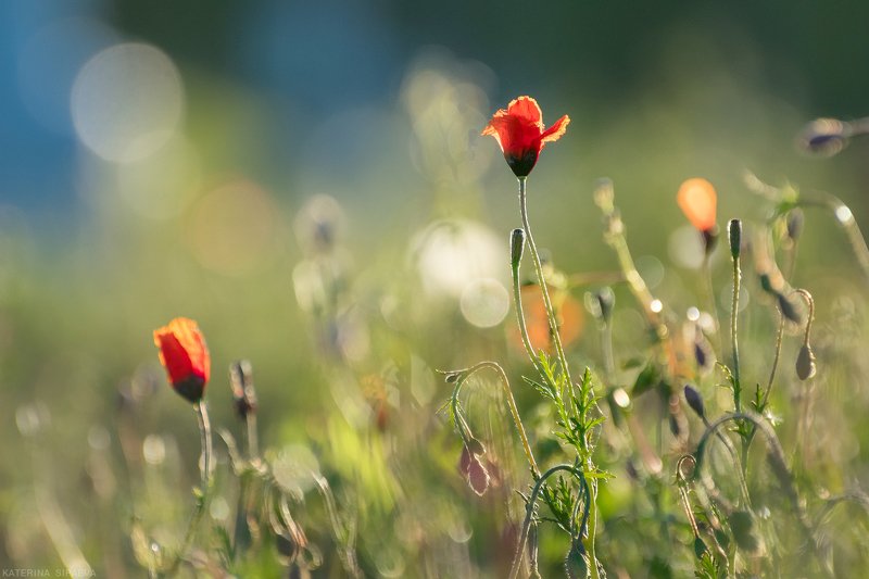 природа, весна, цветы Полевые маки фото превью