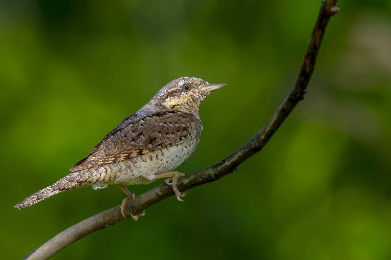 Wryneck фото превью
