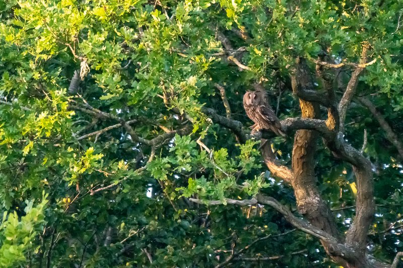 tawny owl; long-eared owl; strix aluco; cерая неясыть; long-eared owl Tawny Owl and long-eared Owl; фото превью