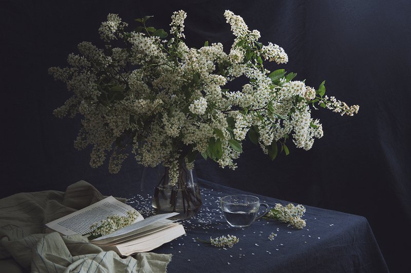 натюрморт, черемуха, кот Черёмуха цветёт фото превью