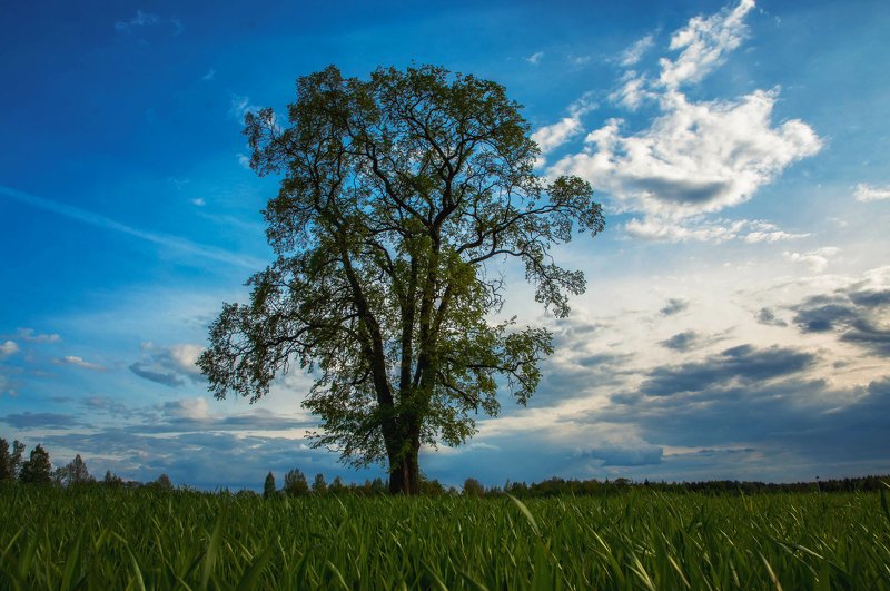 *** фото превью