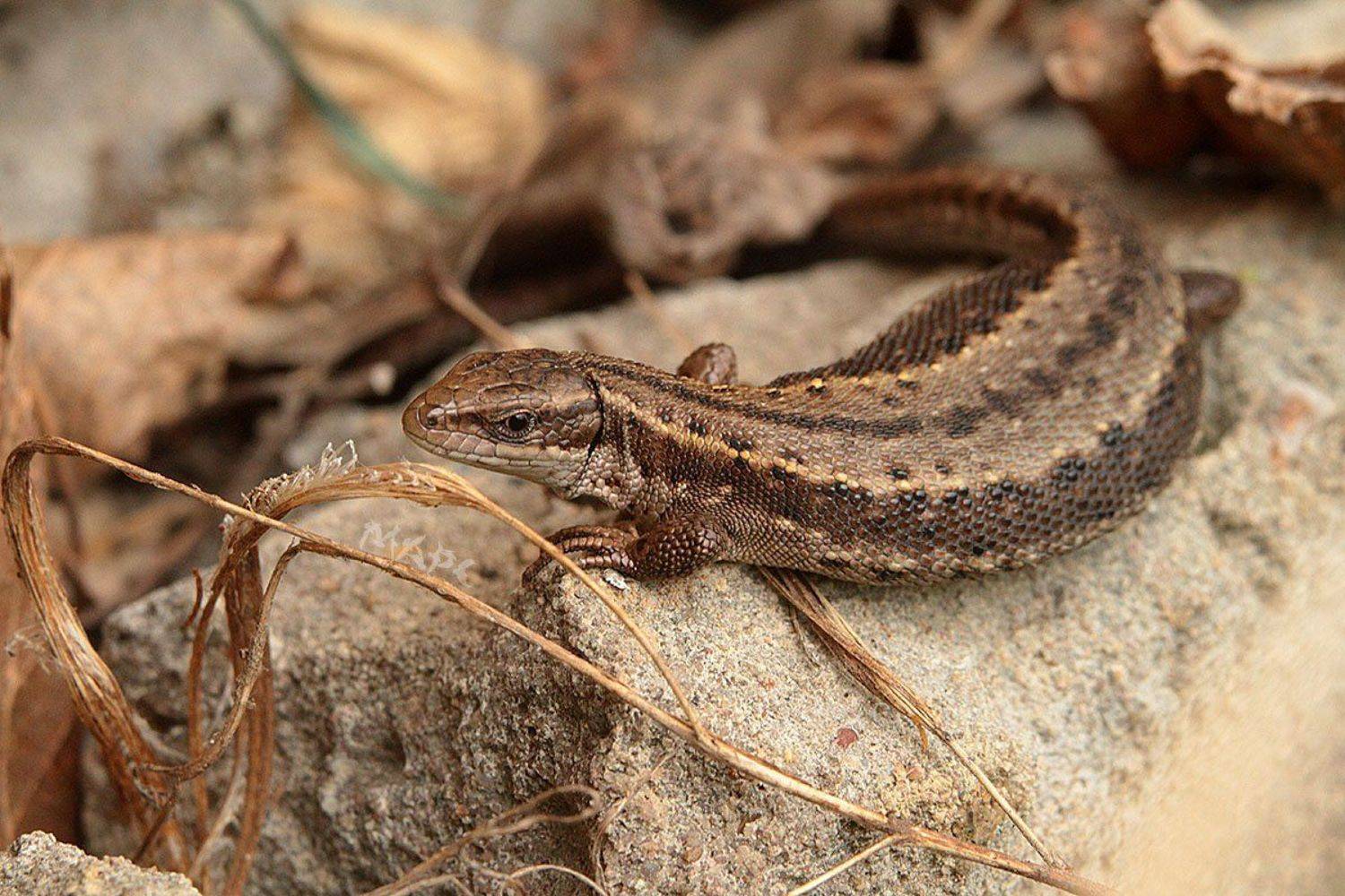 животные  весна ящерица, Шангареев Марс
