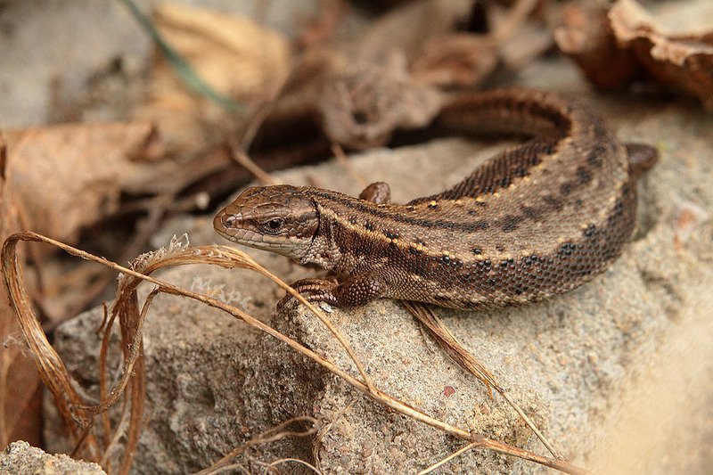 животные  весна ящерица Ящерка фото превью