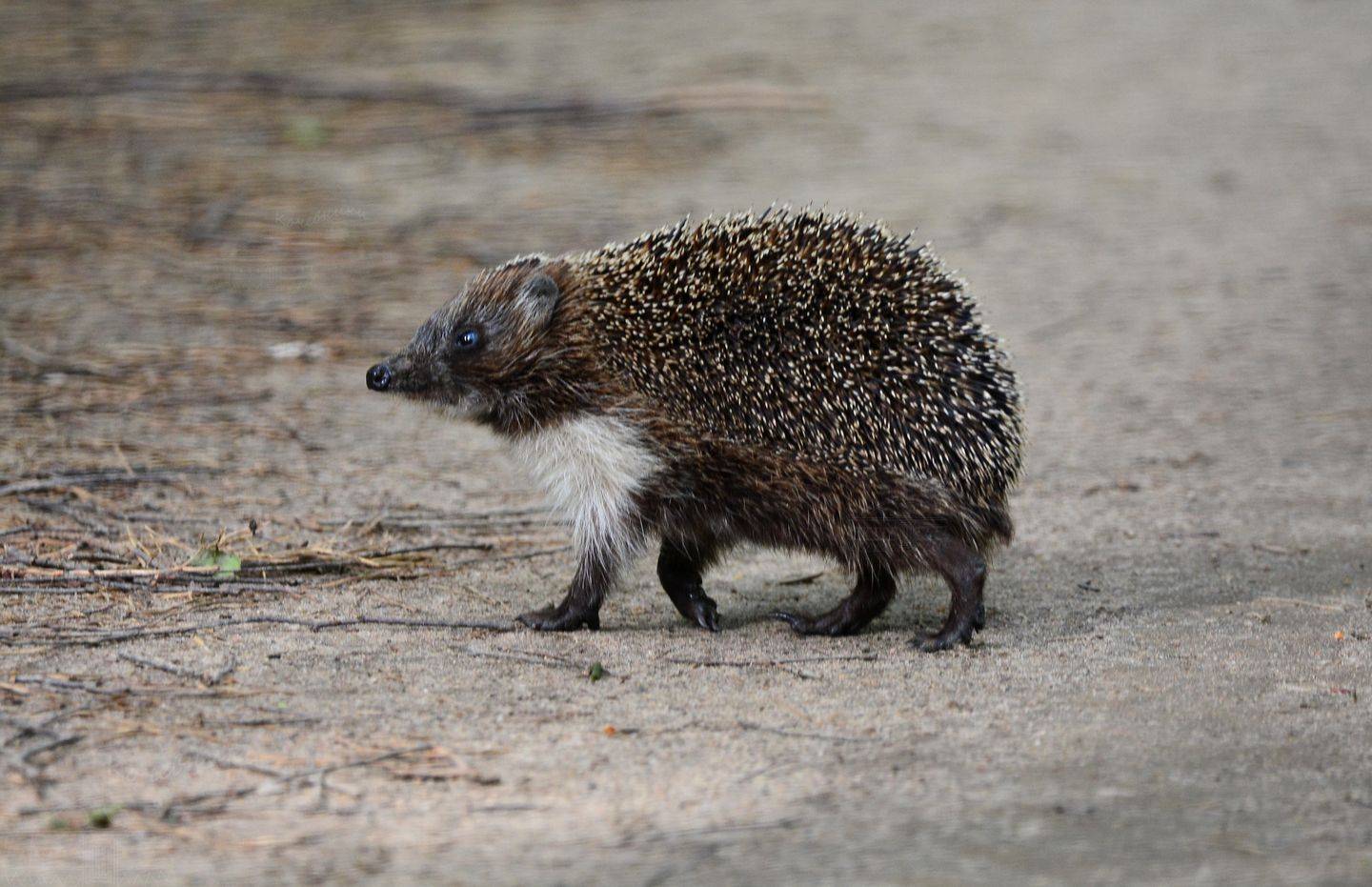 ёж, дикая природа, животные, еж обыкновенный, Юлия Абрамова