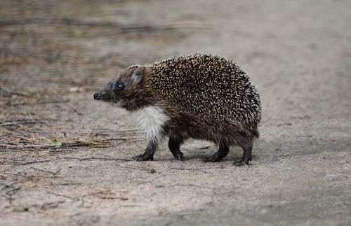 Маленький хищник
