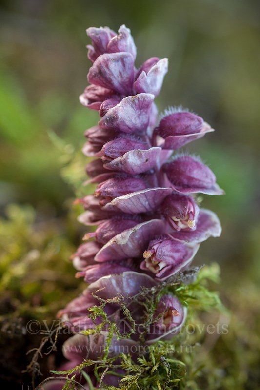 Russia, Leningrad Region, Gatchina district, forest, plant, Lathraea squamaria, common toothwort, parasitic plant, raspberry-red, red, moss Петров крест чешуйчатый (Lathraea squamaria) / The common toothwort (Lathraea squamaria) фото превью
