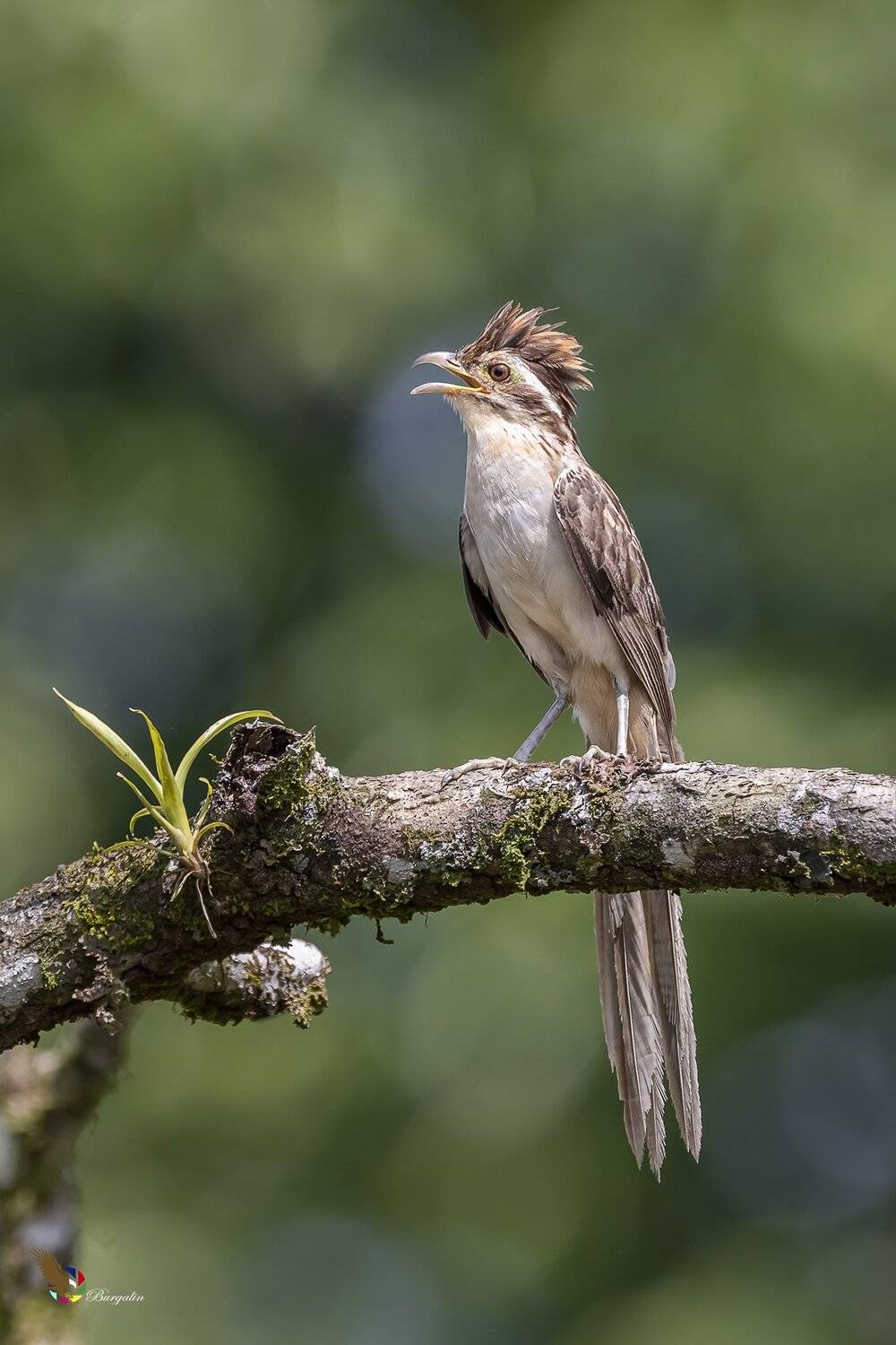 , Fernando Burgalin Sequeira