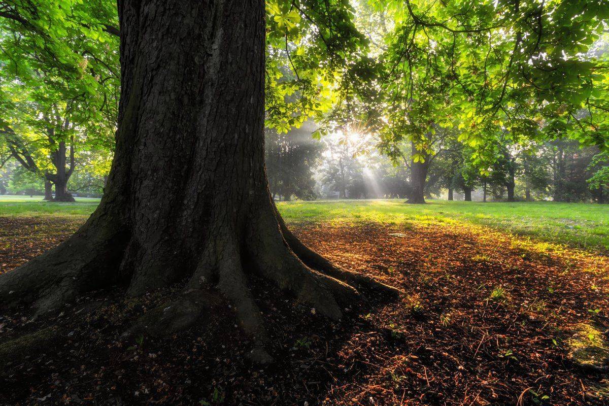 landscape, tree, sunrise, Petr Fiala