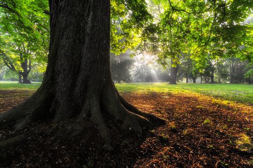 Čechovy sady Olomouc