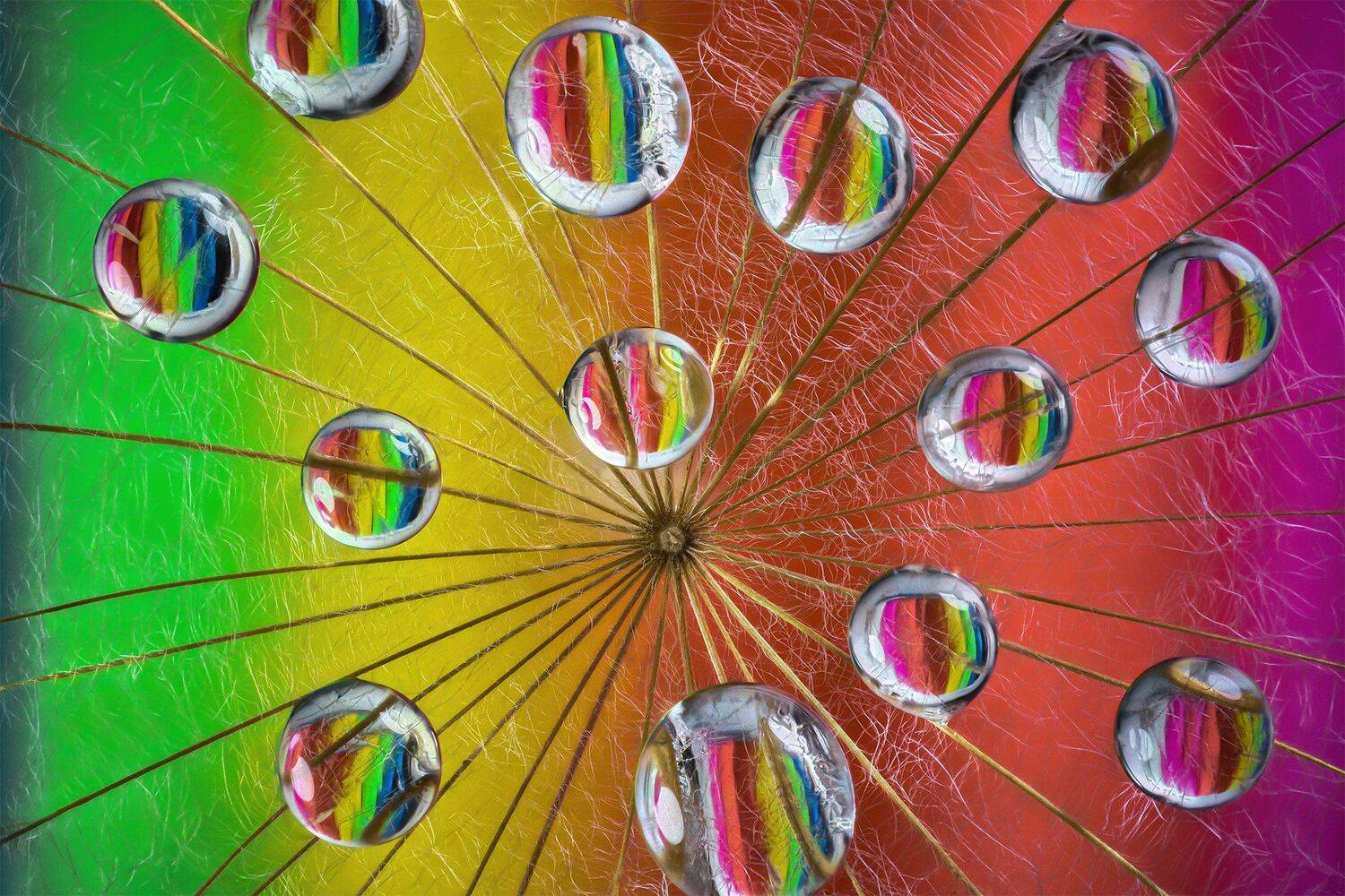 ceclii, macro, nikon d3400, lomo 3.7, Tsvetan Ganev