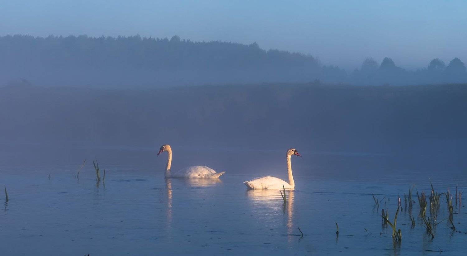 , Руслан Авдевич